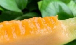 海底捞哈密瓜免费吃吗是真的吗,真相揭秘